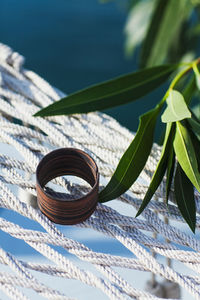 Close-up of plant on table