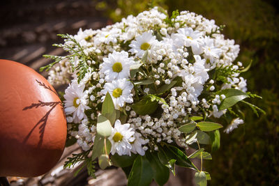 Close-up of white flowering plant