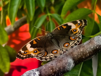Close-up of butterfly on flower