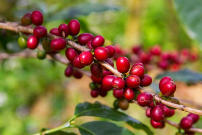 Close-up of coffee on plant