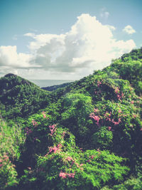 Close-up of plants against sky