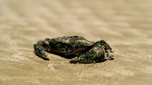 Close-up of frog on sand