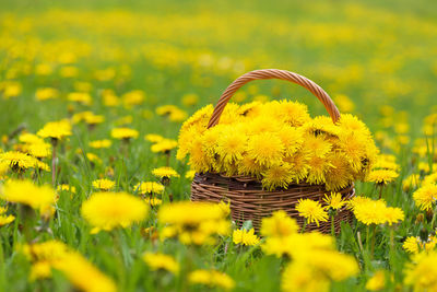 Dandelion yellow flowers bouquet in a basket, fresh spring dandelion flower for healthy food.