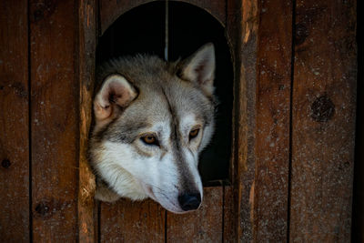 Siberian husky dog in finnish lapland