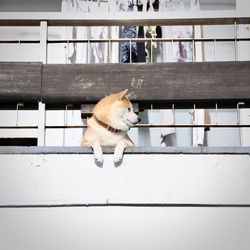 Shiba dog looking away on the balcony.