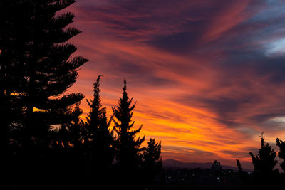 Silhouette of tree at sunset