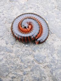 High angle view of a shell