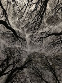 Low angle view of bare trees against sky