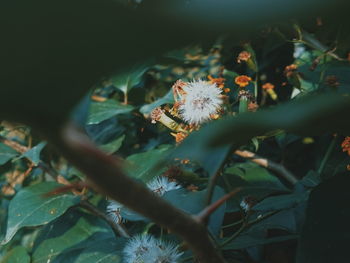 Close-up of butterfly on plant