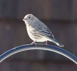 Close-up of bird perching