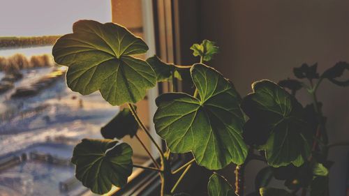 Close-up of fresh green plant against sky