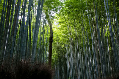 The towering bamboo forest is green and pleasant