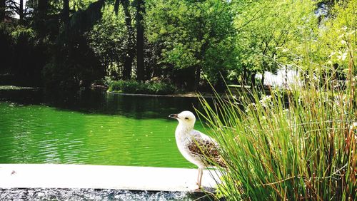 Bird perching on tree by grass