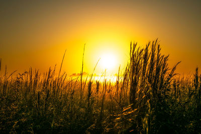 Scenic view of grassy field against sky during sunset