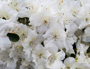 Full frame shot of flowers