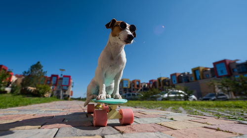 View of a dog against blue sky