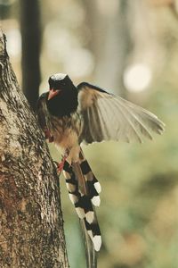 Close-up of bird perching on tree trunk