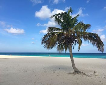 Palm trees on beach