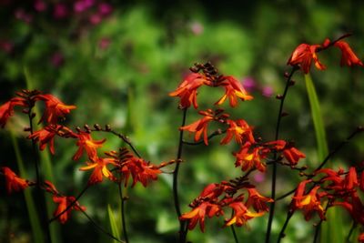 Close-up of red flowering plants