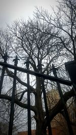 Low angle view of bare trees against sky