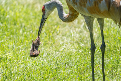 Close-up of a bird on field