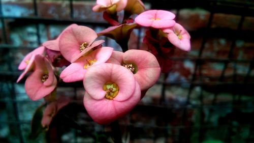 Close-up of pink flowering plant