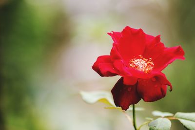 Close-up of red rose