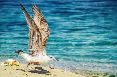 Bird flying at beach