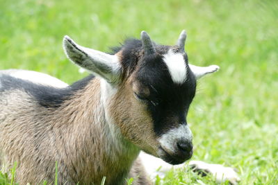 Close-up of goat on field