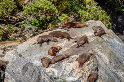 High angle view of seals on rock