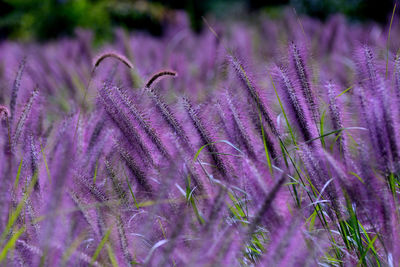 Close-up of purple flowering plants on field