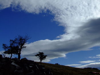 Low angle view of trees on field against sky