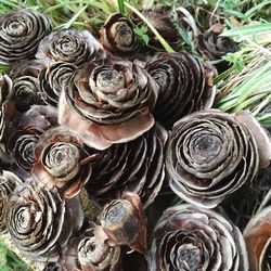 Close-up of shells