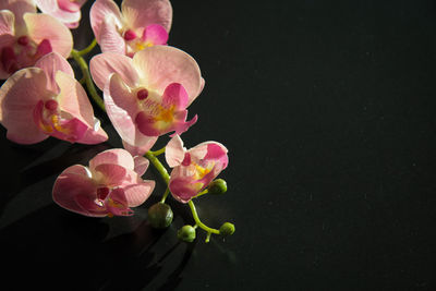 Close-up of pink flowering plant against black background