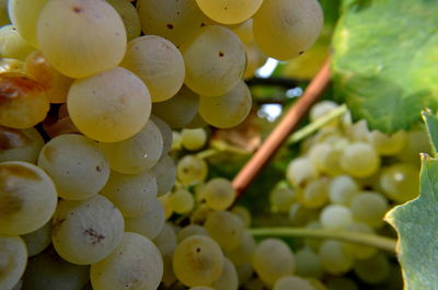 Close-up of grapes growing in vineyard