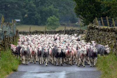 Flock of sheep on road against trees