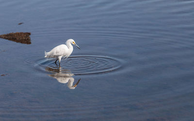 Side view of great egret in lake