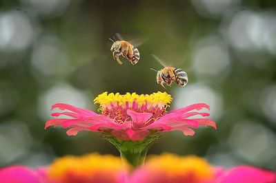 Close-up of bee pollinating on pink flower