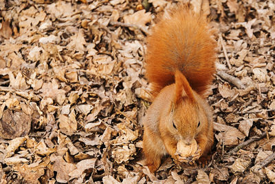 High angle view of squirrel on field