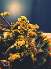 Close-up of yellow flowers blooming outdoors