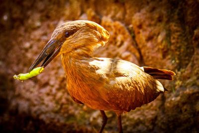 Close-up of bird