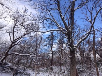 Low angle view of bare trees during winter