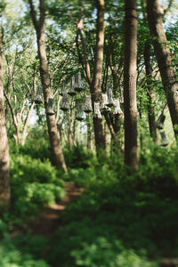 View of trees in forest