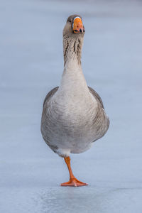 Close-up of bird perching on wall
