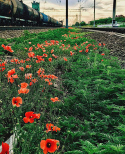 Close-up of flowering plants on field