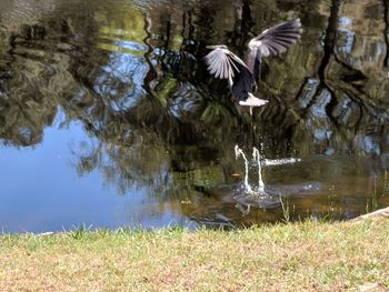 Birds flying over lake