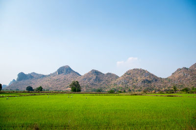 Scenic view of field against clear sky