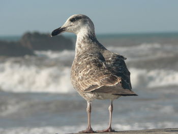 Close-up of seagull perching on beach