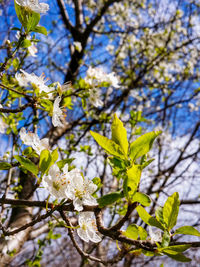 Close-up low angle view of flowers