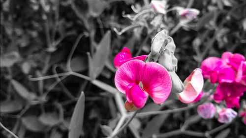 Close-up of pink flowers blooming outdoors